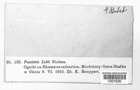 Puccinia lolii image
